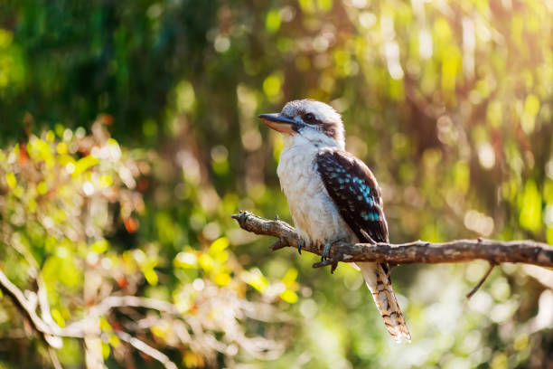 Portrait of laughing kookaburra sitting on a tree. Portrait of laughing kookaburra sitting on a tree. Selective focus, closeup, sunlight. kookaburra stock pictures, royalty-free photos & images
