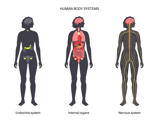 Human systems set Internal organs, endocrine and nervous systems in human body. CNS and PNS nerves. Cerebellum brain and spinal cord. Stomach, liver, heart, kidney and intestine. Medical flat vector illustration. Human Nervous System stock illustrations