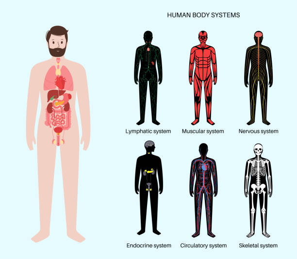 illustrations, cliparts, dessins animés et icônes de ensemble de systèmes humains - système interne humain