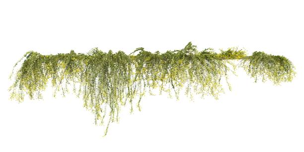 istock Climbing plants creepers isolated on white background 3d illustration 1394861114