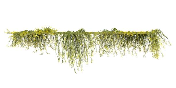 istock Climbing plants creepers isolated on white background 3d illustration 1394861150