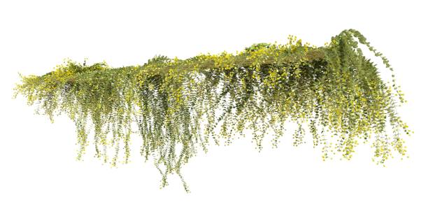 istock Climbing plants creepers isolated on white background 3d illustration 1394861153