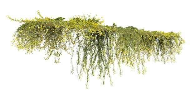 istock Climbing plants creepers isolated on white background 3d illustration 1394861154