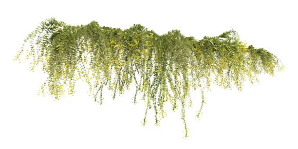 istock Climbing plants creepers isolated on white background 3d illustration 1394861156