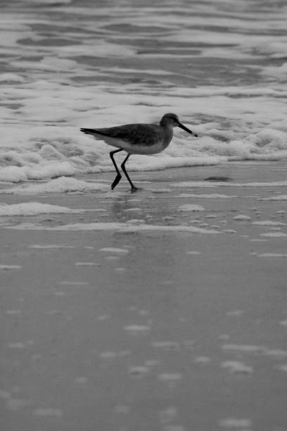 istock Black And White Coastal Scenes 1394863020