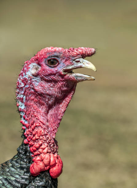 istock Head of a turkey with a blurred background. Close-up. 1394863029