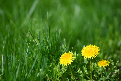 Dandelion flowers surrounded by grass