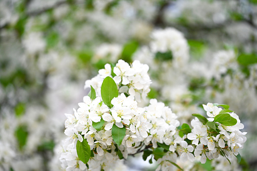 cherry and pear branch with white flowers and leaves on a blue sky background