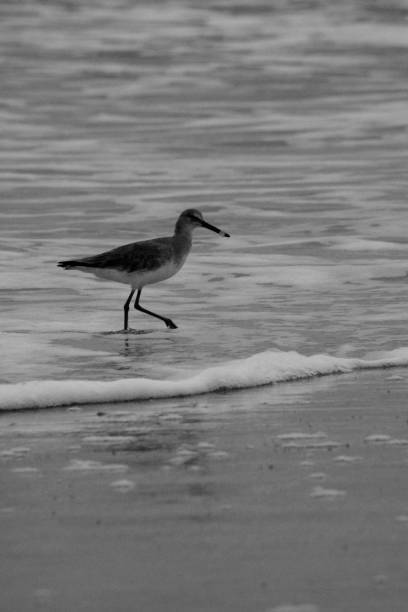 istock Black And White Coastal Scenes 1394863065
