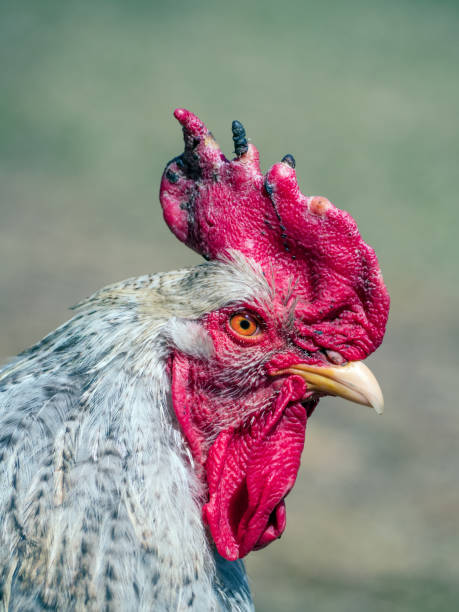 istock Head of a rooster with a blurred background. Close-up. 1394863068