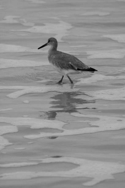 istock Black And White Coastal Scenes 1394863660