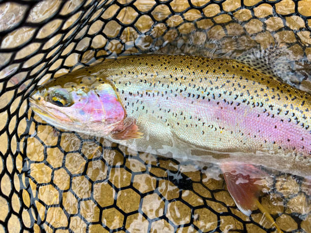 istock Boise River rainbow trout, Idaho 1394866437