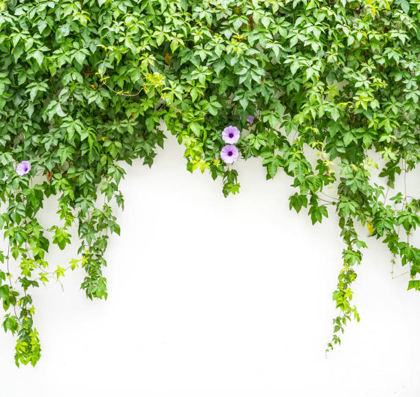 istock morning glory flower with green leaves isolated on white background with copy space. Creeper plant. 1394868600