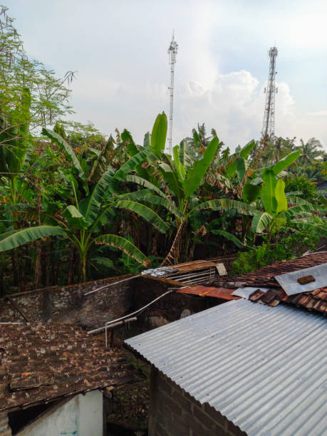 istock banana tree behind the house 1394869887