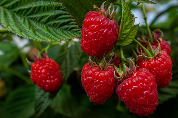 close-up of ripening orgánicos raspberries en la vid - raspberry berry vine berry fruit fotografías e imágenes de stock