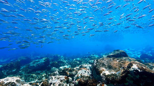 istock Underwater landscape in beautiful blue colours 1394873138
