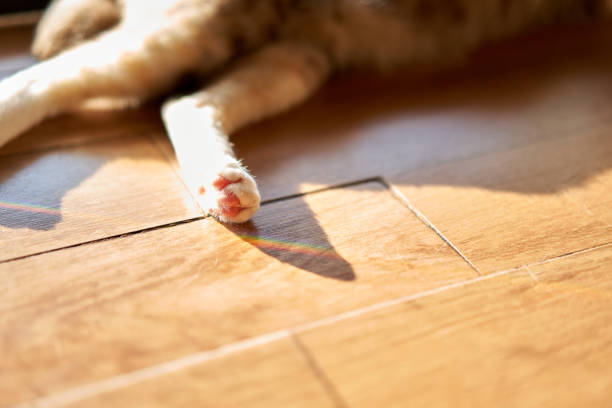 tabby cat in house in pet love concept