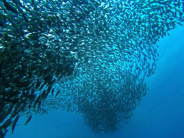 enorme banco di pesci nel profondo mare blu - school of fish foto e immagini stock