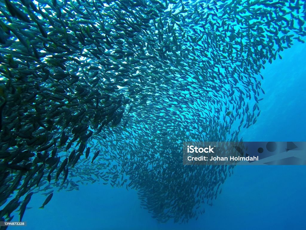 Huge school of fish in the deep blue sea Underwater photography from a scuba dive  Snapper fishes Fishing Stock Photo