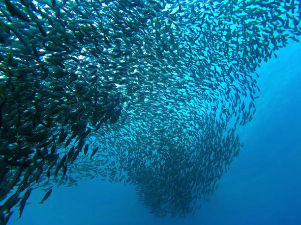 Huge school of fish in the deep blue sea Underwater photography from a scuba dive  Snapper fishes shoalhaven photos stock pictures, royalty-free photos & images