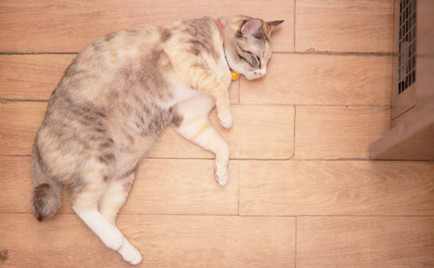 istock tabby cat in house in pet love concept 1394873799