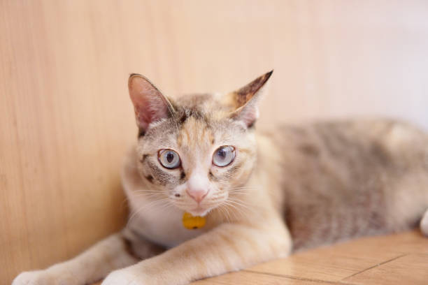 Beautiful cat on white