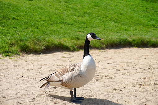 Wild Canada goose in Sweden.
