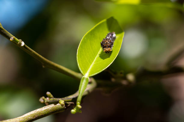 istock One black larva on a green leaf 1394874705