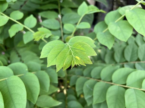 istock star gooseberry leaf in nature garden 1394874790
