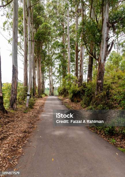 Roadway In Woods Stock Photo - Download Image Now - Asia, Asphalt, Autumn