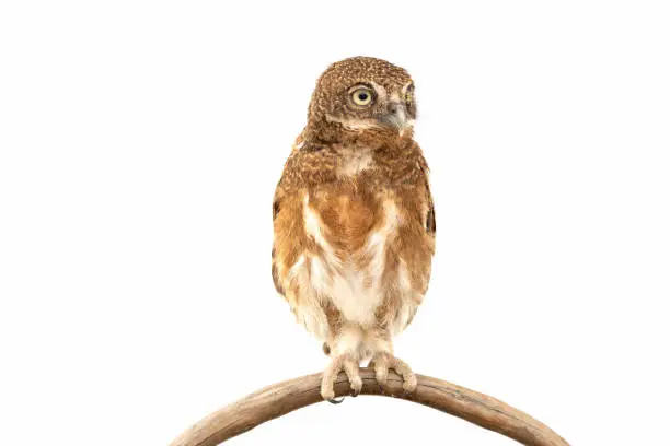 Photo of Little owl caught on a branch on isolated white background. The lucky owl for the new year. Burrowing owl. The large yellow owl eyes. Animal, Wildlife, Birds, Poultry.