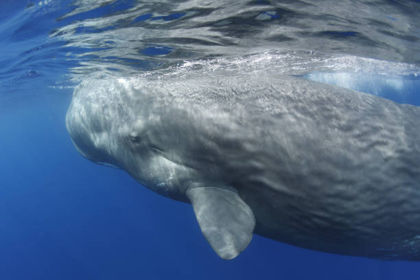 cachalote -cachalot- azores portugal - sperm whale fotografías e imágenes de stock