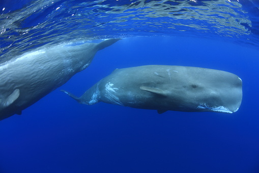 Sperm Whale underwater