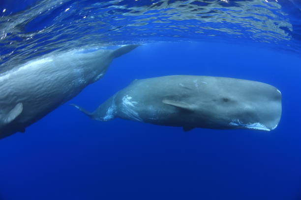 Sperm whale -Cachalot- Azores Portugal Sperm Whale underwater sperm whale stock pictures, royalty-free photos & images