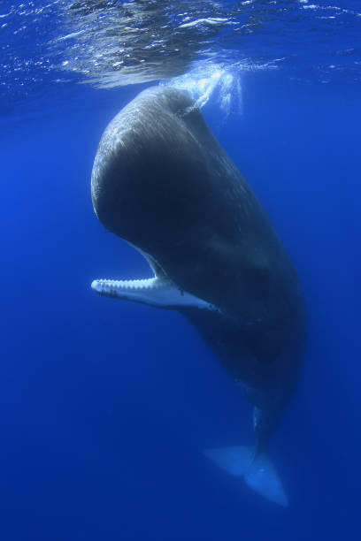 cachalote -cachalot- azores portugal - sperm whale fotografías e imágenes de stock