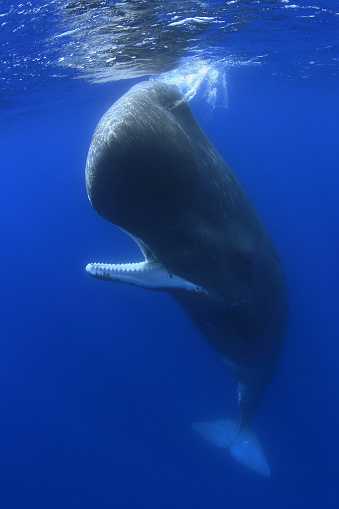 Sperm Whale underwater , in vertical position close to the surface