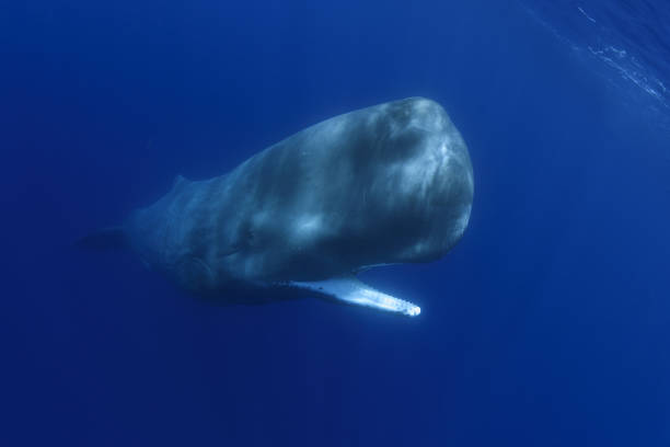 Sperm whale -Cachalot- Azores Portugal Sperm Whale underwater , in vertical position close to the surface sperm whale stock pictures, royalty-free photos & images