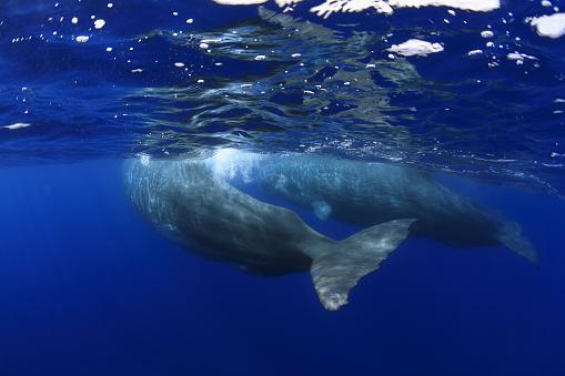 Fluke from Sperm Whale underwater close to the surface