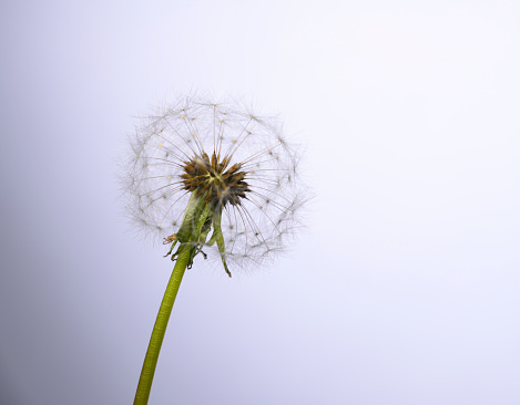 Dandelion globular head of seeds against white background with copy space.