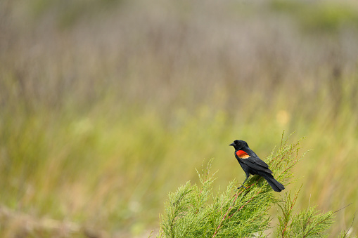 Red-winged Blackbird in a meadow