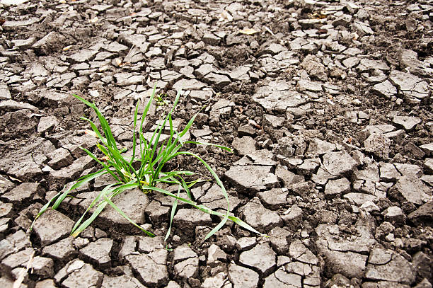 green grass in the dry ground stock photo