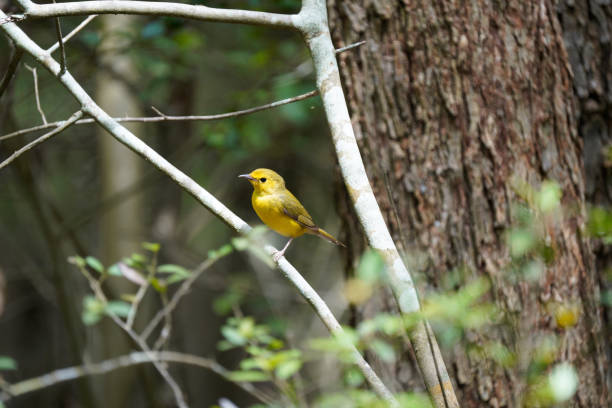 istock Hooded Warbler Female 1394880962