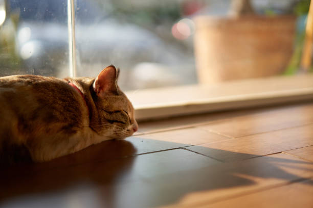 istock tabby cat in house in pet love concept 1394880970