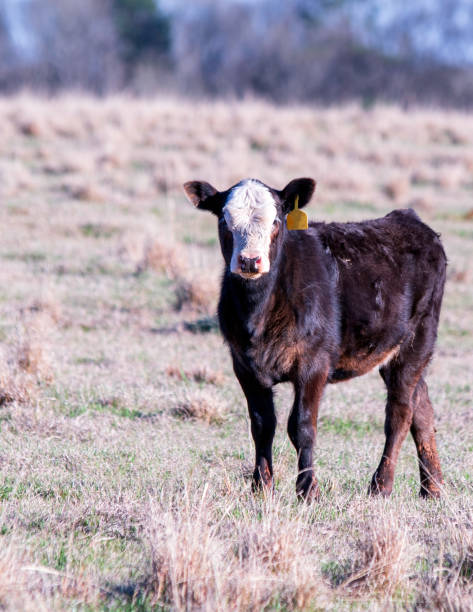 istock Black baldy calf portrait w negative space 1394881102