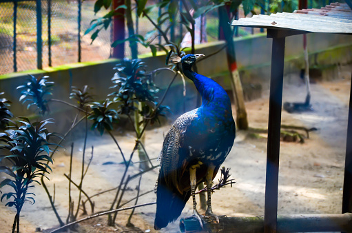 The Indian blue peafowl, Peacock (Pavo cristatus), male with open bright tail plumage