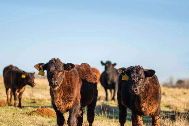 istock Two Angus commercial calves w negative space 1394881696