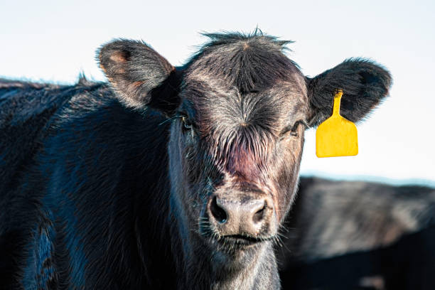 istock Commercial Angus calf close-up 1394881793
