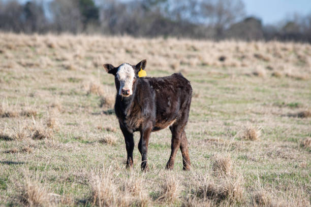 istock Black baldy calf landscape w negative space 1394881801