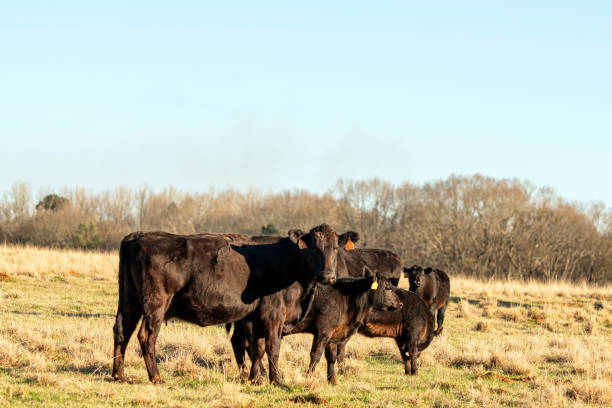 istock Angus beef cows and calves in winter pasture 1394881803