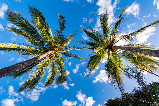Coconut trees during a sunny day with a blue sky at Reunion Island